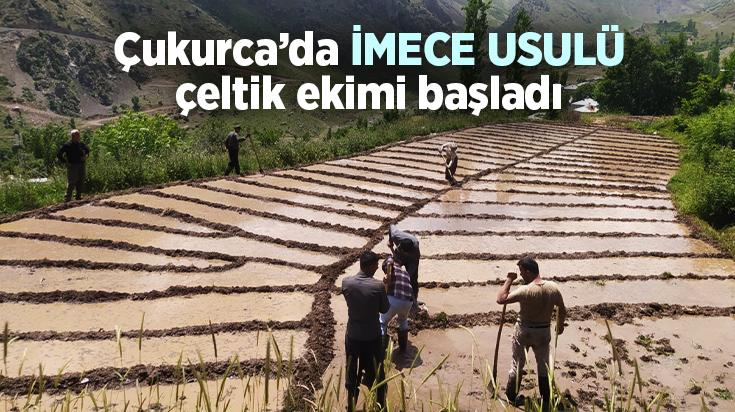 Çukurca’da Imece Usulü Çeltik Ekimi Başladı