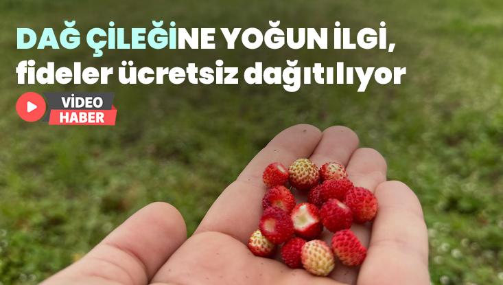 Dağ çileğine yoğun ilgi, fideler ücretsiz dağıtılıyor