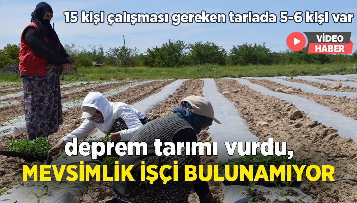 Deprem Tarımı Da Vurdu, Mevsimlik Işçi Bulunamıyor