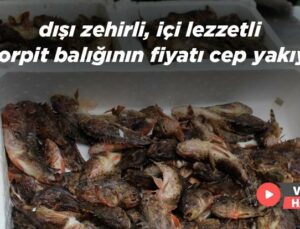 Dışı Zehirli, Içi Lezzetli Iskorpit Balığının Fiyatı Cep Yakıyor