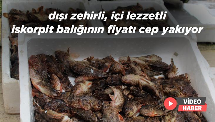 Dışı Zehirli, Içi Lezzetli Iskorpit Balığının Fiyatı Cep Yakıyor
