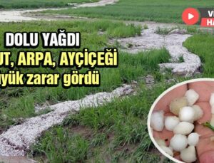 Dolu Yağdı Nohut, Arpa, Ayçiçeği Büyük Zarar Gördü