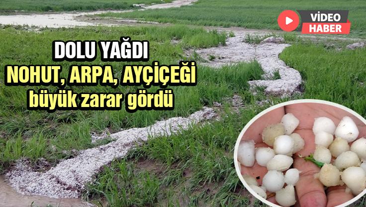 Dolu Yağdı Nohut, Arpa, Ayçiçeği Büyük Zarar Gördü