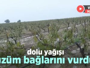 Dolu Yağışı Üzüm Bağlarını Vurdu