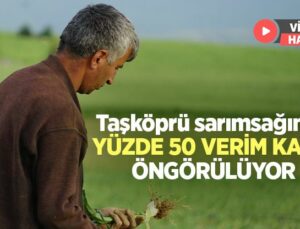 Dolunun Vurduğu Taşköprü Sarımsağı Tarlalarında Yüzde 50 Verim Kaybı Öngörülüyor