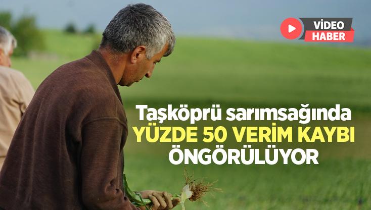 Dolunun Vurduğu Taşköprü Sarımsağı Tarlalarında Yüzde 50 Verim Kaybı Öngörülüyor