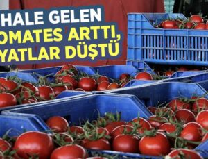 Hale Gelen Domates Miktarı Arttı, Fiyatlar Düştü