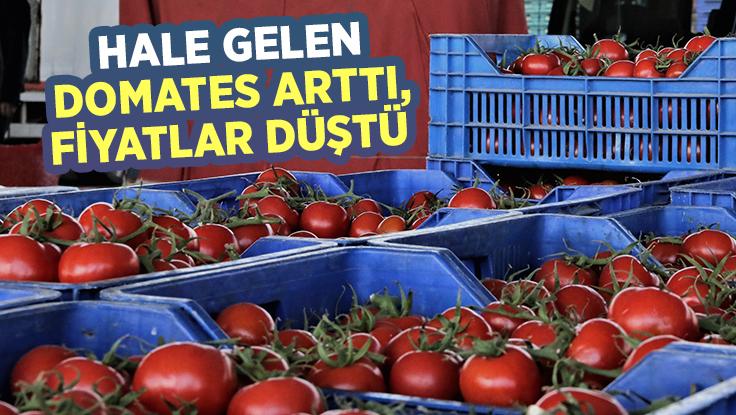 Hale Gelen Domates Miktarı Arttı, Fiyatlar Düştü