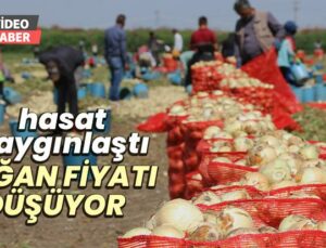 Hasat Yaygınlaştı, Soğan Fiyatları Düşüyor