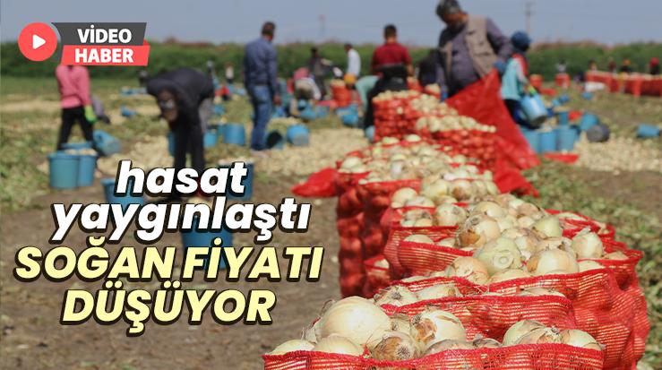 Hasat Yaygınlaştı, Soğan Fiyatları Düşüyor