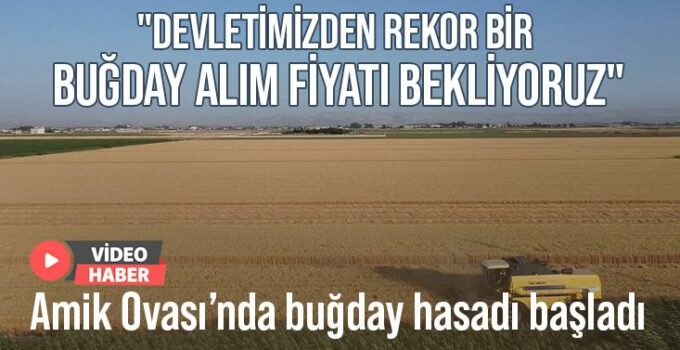 Hatay’da buğday hasadı başladı: “Devletimizden rekor bir buğday alım fiyatı bekliyoruz”