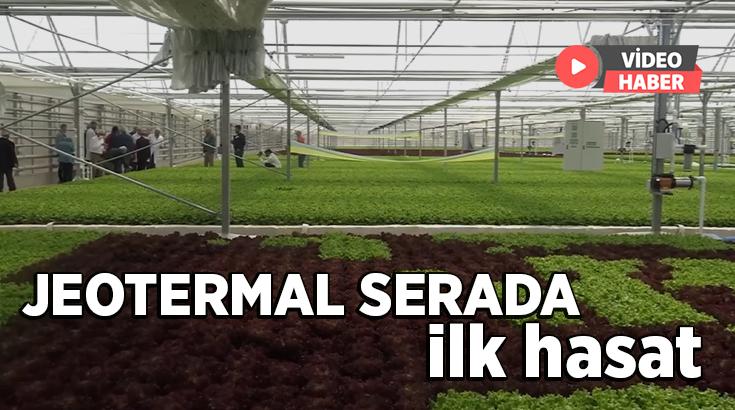 Jeotermal Serada Ilk Hasat Sevinci