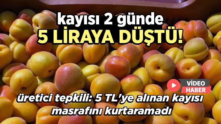 Kayısı 2 Günde 5 Liraya Düştü, Üretici Tepki Gösterdi