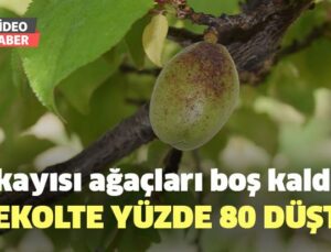 Kayısı Ağaçları Boş Kaldı, Rekolte Yüzde 80 Düştü