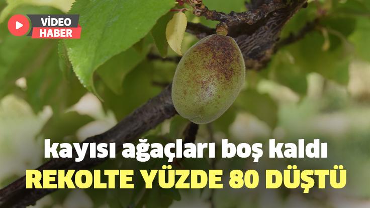 Kayısı Ağaçları Boş Kaldı, Rekolte Yüzde 80 Düştü