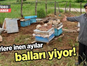 Köylere Inen Ayılar Balları Yiyor!