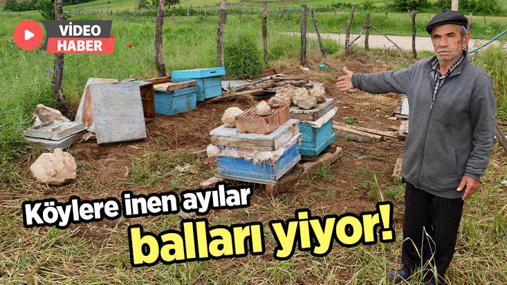 Köylere Inen Ayılar Balları Yiyor!