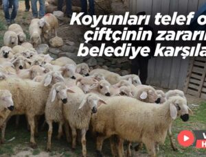 Koyunları Telef Olan Çiftçinin Zararını Belediye Karşıladı