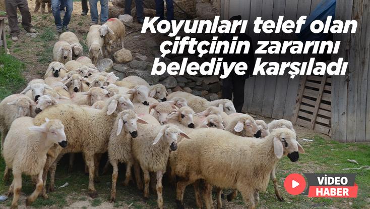 Koyunları Telef Olan Çiftçinin Zararını Belediye Karşıladı
