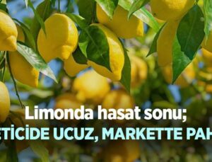 Limonda Hasat Sonu; Üreticide Ucuz, Markette Pahalı