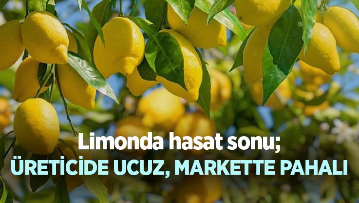 Limonda Hasat Sonu; Üreticide Ucuz, Markette Pahalı