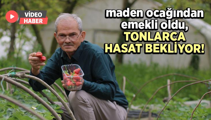 Maden Ocağından Emekli Oldu, Şimdi Tonlarca Hasat Bekliyor