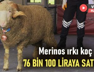 Merinos Irkı Koç 76 Bin 100 Liradan Satıldı