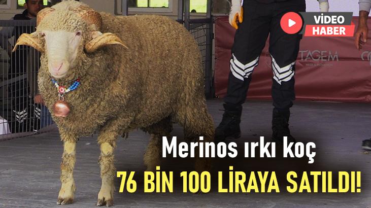 Merinos Irkı Koç 76 Bin 100 Liradan Satıldı