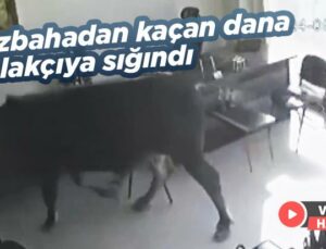 Mezbahadan Kaçan Dana Emlakçıya Sığındı