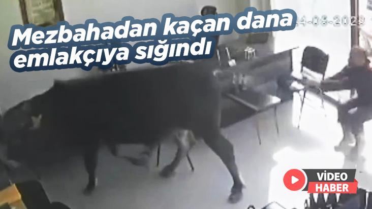 Mezbahadan Kaçan Dana Emlakçıya Sığındı