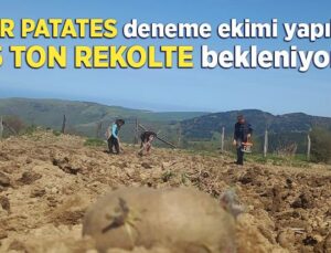 Mor Patates Deneme Ekimi Gerçekleştirildi