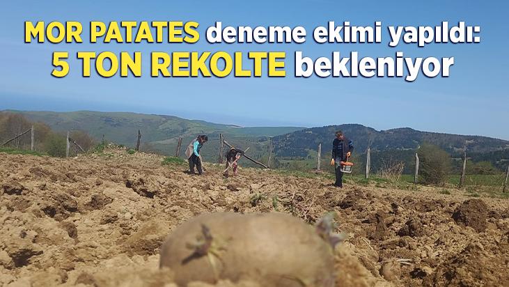 Mor Patates Deneme Ekimi Gerçekleştirildi