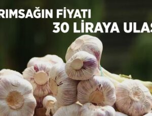 Sarımsağın Fiyatı 30 Liraya Ulaştı