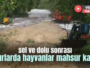 Sel Ve Dolu Sonrası Ahırlarda Hayvanlar Mahsur Kaldı