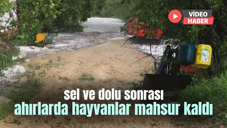 Sel Ve Dolu Sonrası Ahırlarda Hayvanlar Mahsur Kaldı