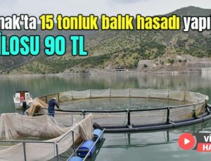 Şırnak’Ta 15 Tonluk Balık Hasadı Yapıldı: Kilosu 90 Tl