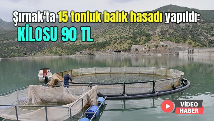 Şırnak’Ta 15 Tonluk Balık Hasadı Yapıldı: Kilosu 90 Tl