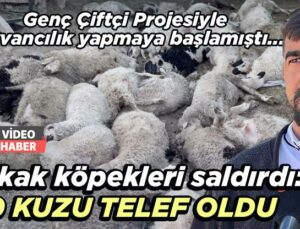 Sokak Köpekleri Saldırdı: 40 Kuzu Telef Oldu