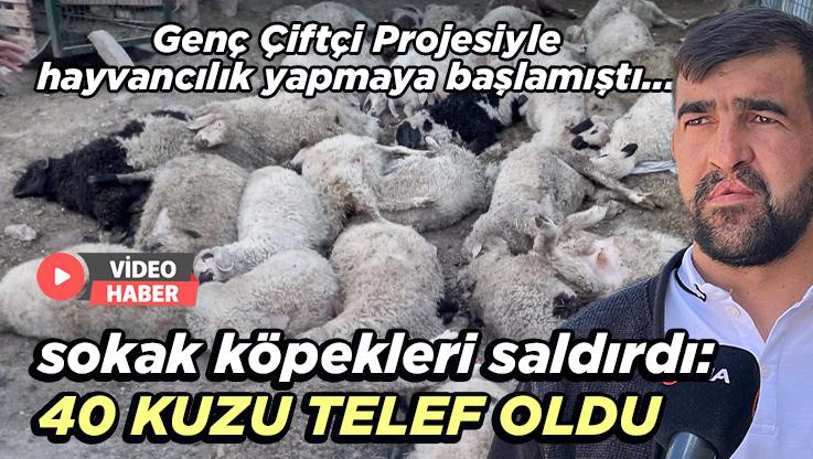 Sokak Köpekleri Saldırdı: 40 Kuzu Telef Oldu