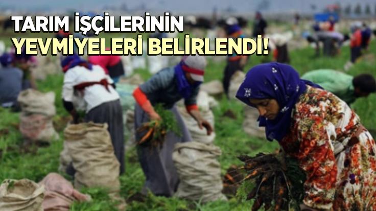 Tarım Işçilerinin Yevmiyeleri 330 Tl Olarak Belirlendi  