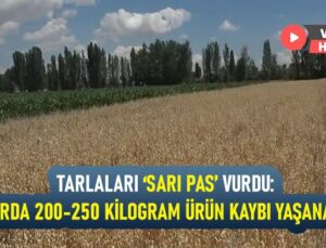 Tarlaları ‘Sarı Pas’ Vurdu: Dekarda 200-250 Kilogram Ürün Kaybı Yaşanabilir