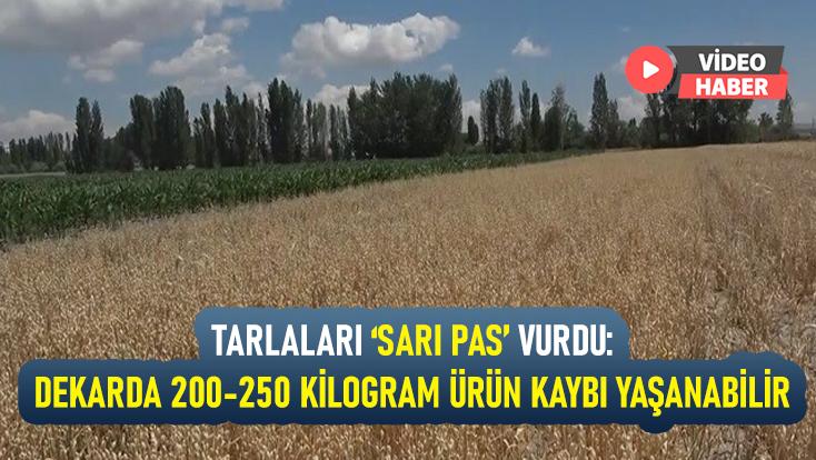 Tarlaları ‘Sarı Pas’ Vurdu: Dekarda 200-250 Kilogram Ürün Kaybı Yaşanabilir