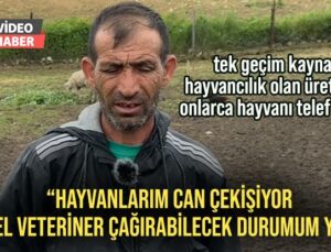 Tek Geçim Kaynağı Hayvancılık Olan Üreticinin Onlarca Hayvanı Telef Oldu…