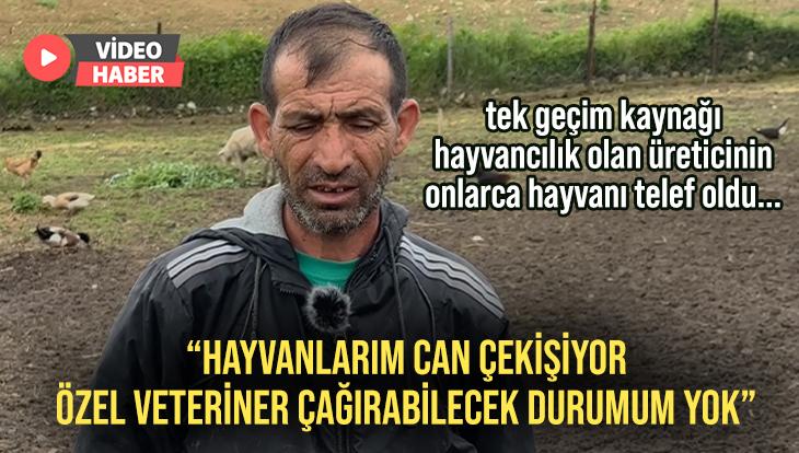 Tek Geçim Kaynağı Hayvancılık Olan Üreticinin Onlarca Hayvanı Telef Oldu…