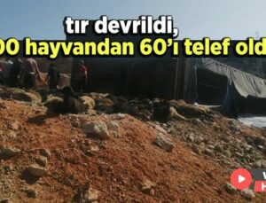 Tır Devrildi, 300 Hayvandan 60’I Telef Oldu