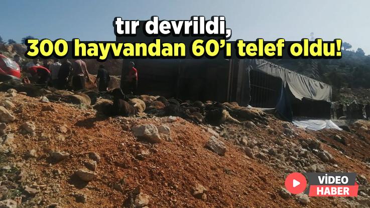 Tır Devrildi, 300 Hayvandan 60’I Telef Oldu