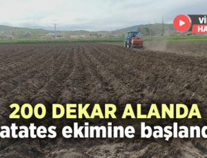 200 Dekar Alanda Patates Ekimine Başlandı