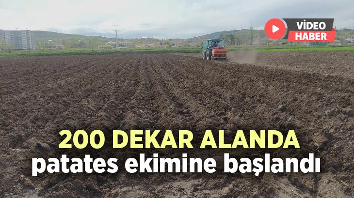 200 Dekar Alanda Patates Ekimine Başlandı