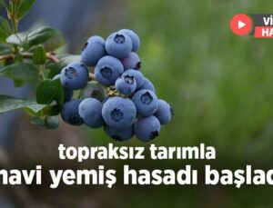 Topraksız Tarımla Mavi Yemiş Hasadı Başladı