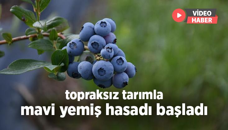 Topraksız Tarımla Mavi Yemiş Hasadı Başladı